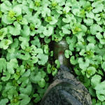 Boot stepping into invasive garlic mustard