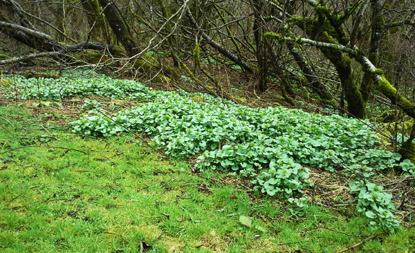 Invasive garlic mustard spreading along a forest floor