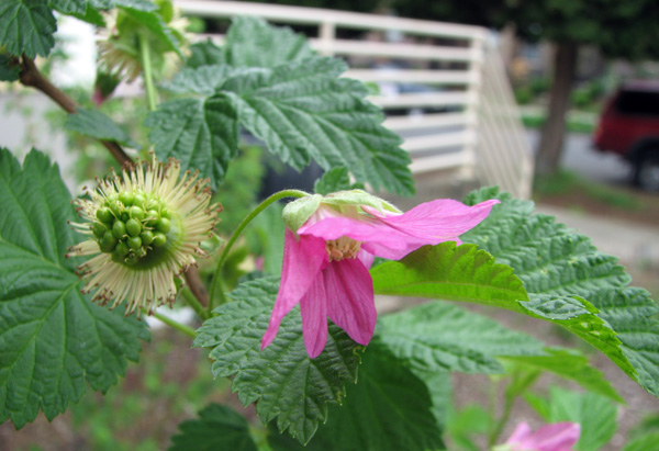 Salmonberry (Rubus spectabilis)