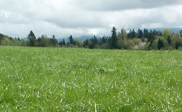 healthy pasture