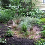 rain garden