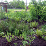 rain garden at the EMSWCD office