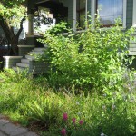 rain garden