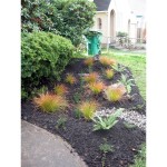 rain garden