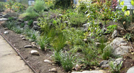 a residential rain garden