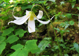 White Fawn Lily (Erythronium oregonum)
