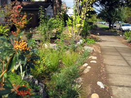 rain garden next to a sidewalk