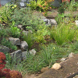 detail of a rain garden