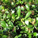 Kinnikinnick (Arctostaphylos uva-ursi) 1