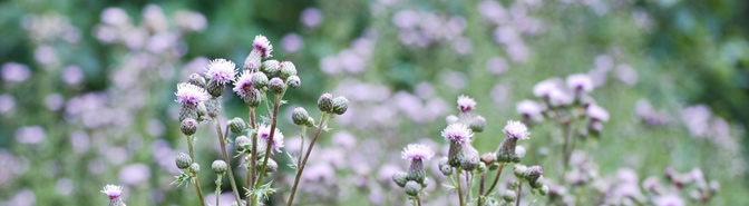 Thistle