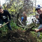 volunteers removing invasive plants from a slope