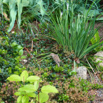 bird among native groundcovers