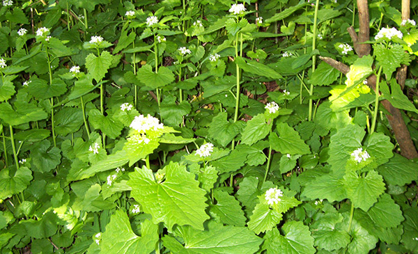 Invasive garlic mustard in the flowering stage
