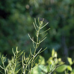 garlic mustard seed pods