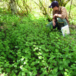 Lucas surveying garlic mustard