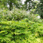an urban infestation of giant hogweed