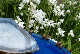 bees at birdbath in naturescaped yard