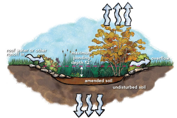 illustration of a rain garden