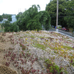 plants growing in roof