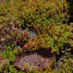 ecoroof plants
