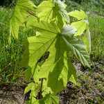 Bigleaf maple (Acer macrophyllum)