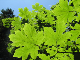 Bigleaf maple (Acer macrophyllum)