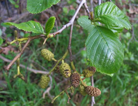 White alder (Alnus rhombifolia)