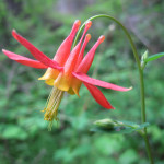 Red columbine (Aquilegia formosa)