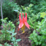 Red columbine (Aquilegia formosa)