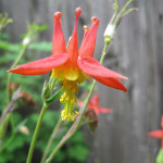 Red columbine (Aquilegia formosa)