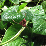 Wild ginger (Asarum caudatum)
