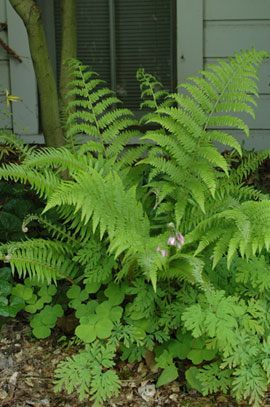 Lady fern (Athyruim filix femina)