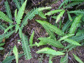 Deer fern (Blechnum spicant)