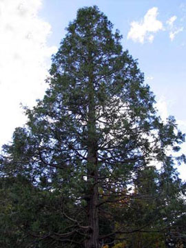 Incense cedar (Calocedrus decurrens)