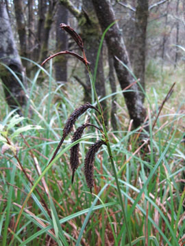Slough sedge (Carex obnupta)