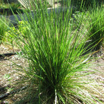 Tufted hairgrass (Deschampsia cespitosa)