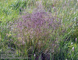 Tufted hairgrass (Deschampsia cespitosa)