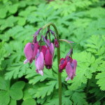 Western bleeding heart (Dicentra formosa ssp. formosa)