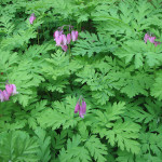 Western bleeding heart (Dicentra formosa ssp. formosa)