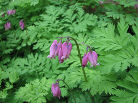 Western bleeding heart (Dicentra formosa)