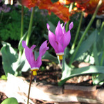 Broadleaf shooting star (Dodecatheon hendersonii)