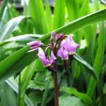 Broadleaf shooting star (Dodecatheon hendersonii)