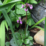 Broadleaf shooting star (Dodecatheon hendersonii)