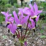 Broadleaf shooting star (Dodecatheon hendersonii)