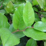 Salal (Gaultheria shallon)