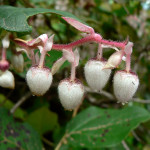 Salal (Gaultheria shallon)