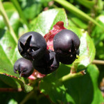 Salal (Gaultheria shallon)