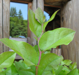 Salal (Gaultheria shallon)