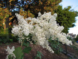 Oceanspray (Holodiscus discolor)