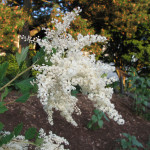 Oceanspray (Holodiscus discolor)